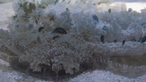 De cabeça para baixo medusas — Vídeo de Stock