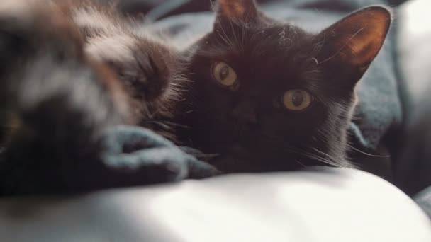 Söt svart katt — Stockvideo