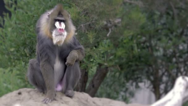 Macaco na natureza — Vídeo de Stock