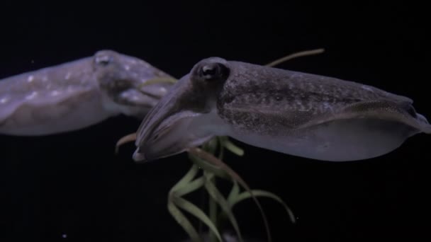 Pair of cuttlefish in the depths of the ocean — Stock Video