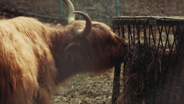 Ganado de las tierras altas comiendo heno — Vídeo de stock