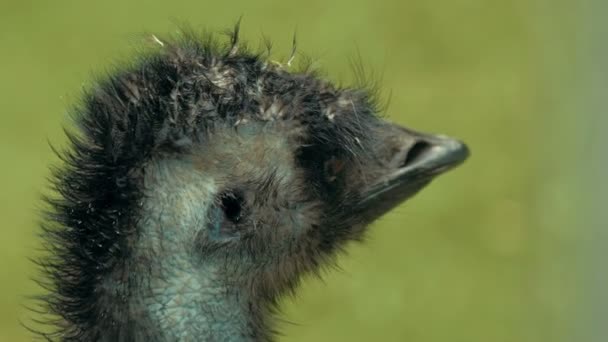 Wild emu ostrich — Stock Video