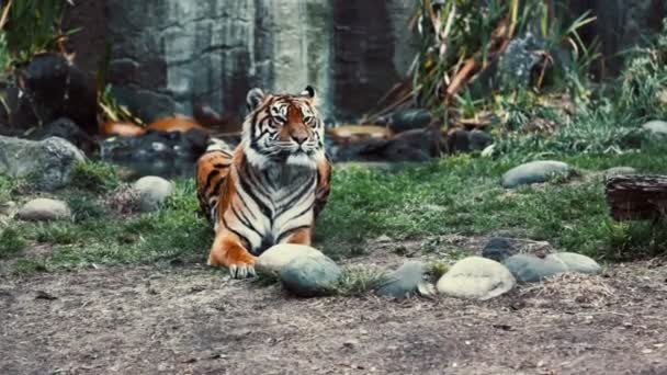 Una tigre da vicino in un ambiente naturale esotico — Video Stock