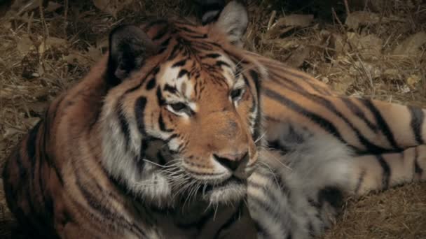 Tigre depois de uma caçada — Vídeo de Stock