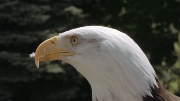 American eagle in de natuur — Stockvideo