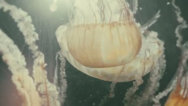 Enjambre de medusas bajo el agua — Vídeo de stock