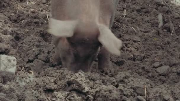 Свинья в грязи — стоковое видео