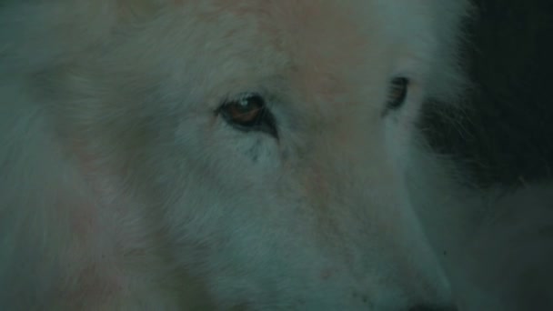Zbliżenie białego wilka. — Wideo stockowe