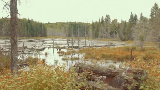 Pântano cênico e zonas húmidas no outono — Vídeo de Stock