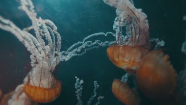 Enxame de água-viva subaquático — Vídeo de Stock