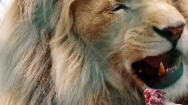 Nagy oroszlán eszik — Stock videók