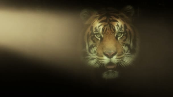 Primo piano Tiger con illuminazione drammatica — Video Stock