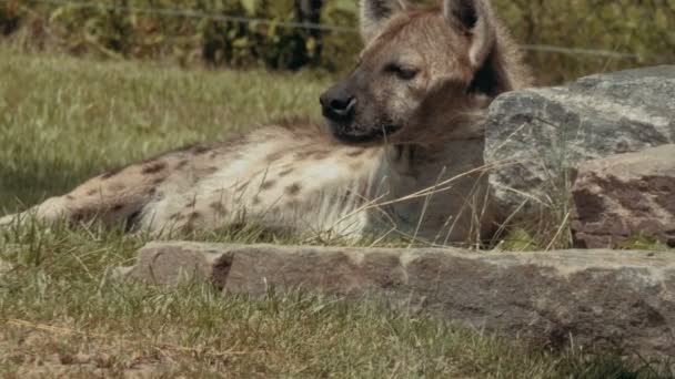 Hyena resting on a meadow — Stock Video
