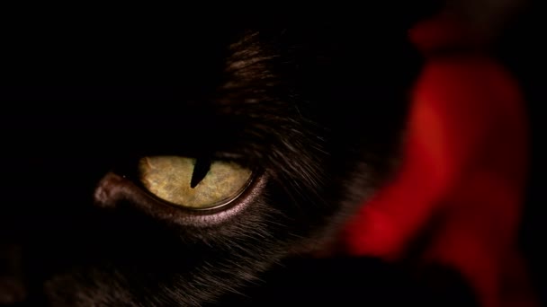 Vue macro de l'œil jaune d'un chat noir . — Video