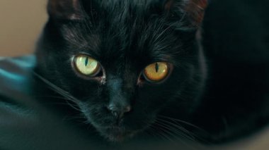 Sarı gözlü kara kedi.