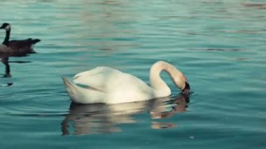 Gölde bir güzel Kuğu.