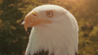 Amerikan kartal doğa