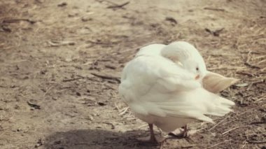 Kendisi temizlik kaz