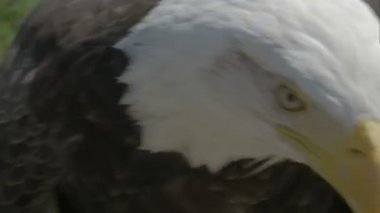 Amerikan kartal doğa