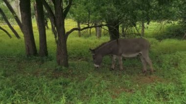 Vahşi minyatür eşek