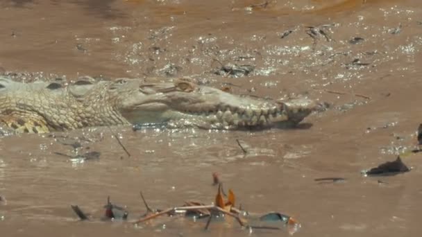 Crocodile dans la nature . — Video