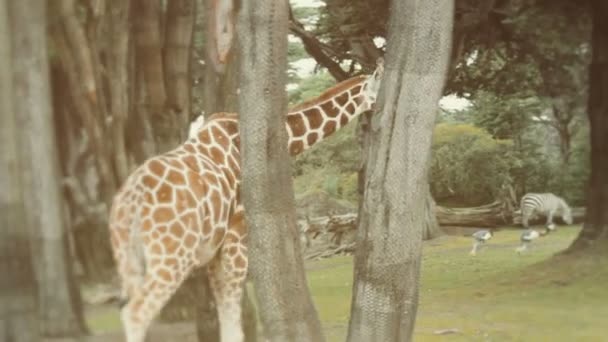 Giraffa fuori per una passeggiata — Video Stock