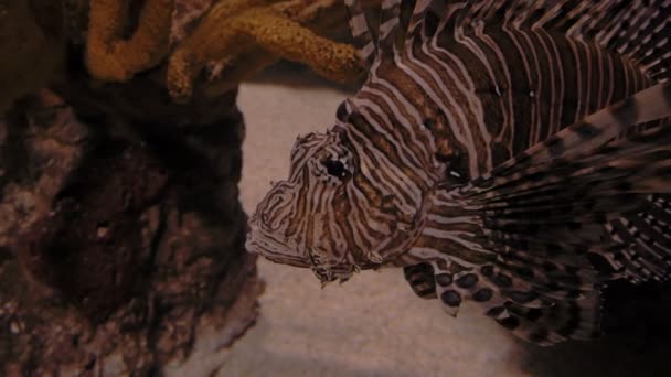 Pesce leone sott'acqua da vicino — Video Stock