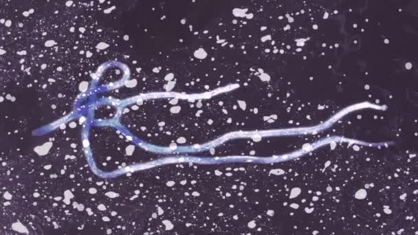 Virus Ebola au microscope. boucle sans couture 4K 