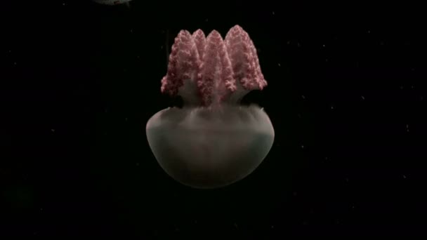 Meduse di mare profondo — Video Stock