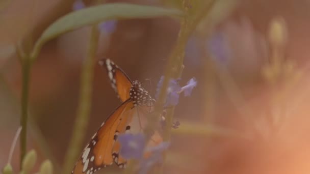 Vackra Monarkfjärilen — Stockvideo