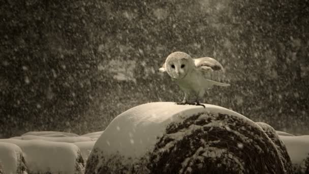 Un gufo nel mezzo di una tempesta di neve — Video Stock