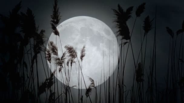 Real Foreboding lune — Video