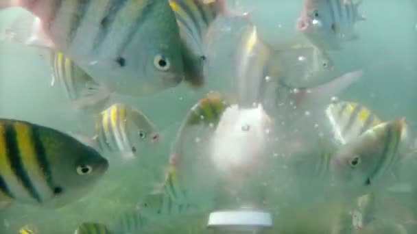 Alimentar a los peces de un biberón — Vídeo de stock