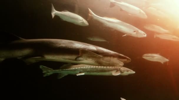 아주 가까이 통과 하는 상어. — 비디오