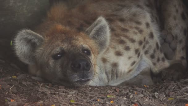 Close-up van een hyena in slaap vallen — Stockvideo