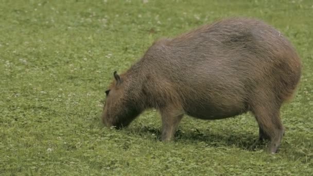 Nahaufnahme eines Wasserschweins, der weidet — Stockvideo