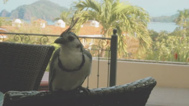 Nieśmiałe Blue Jay — Wideo stockowe