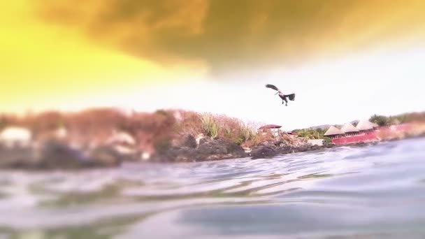 Pelican mendarat dalam gerakan lambat — Stok Video