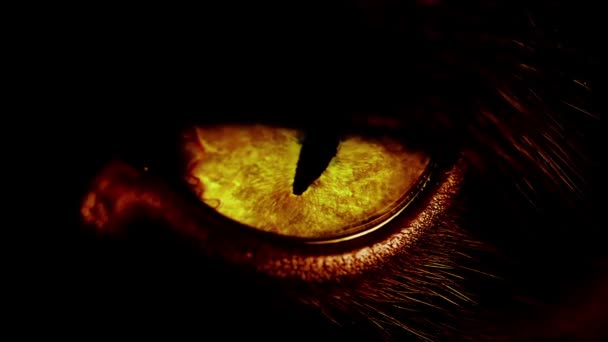 Vista macro del ojo amarillo de un gato negro . — Vídeo de stock