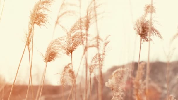 Cattails soplando en el viento — Vídeos de Stock