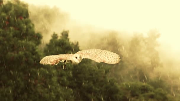 Majestátní sova letí přes deště bouře