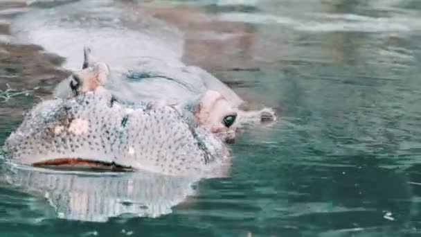 Hippo lâche un rugissement — Video