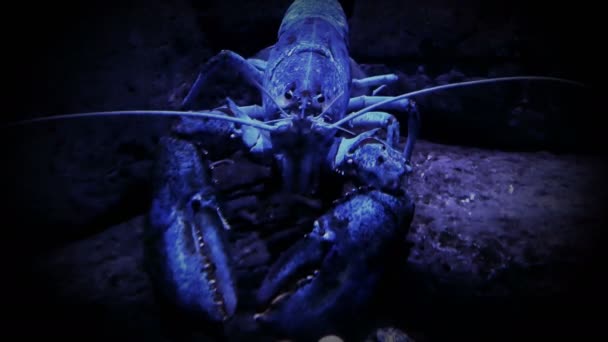 Lobster biru dalam posisi bertahan — Stok Video