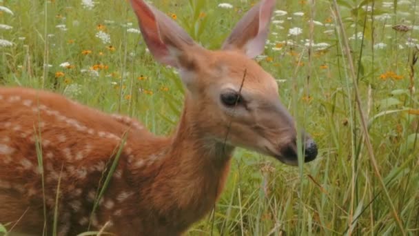 Veado de cauda branca Fawn — Vídeo de Stock