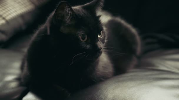 Rolig svart katt på soffa — Stockvideo