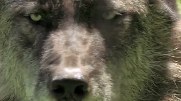 自然の中のオオカミをクローズ アップ — ストック動画