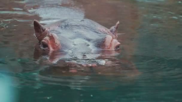 Hippo låter ut ett vrål — Stockvideo