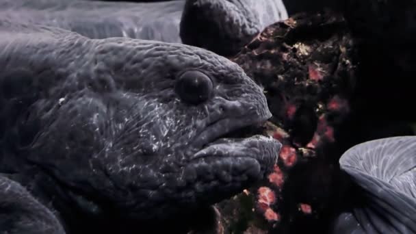 Wolf eel onderwater — Stockvideo