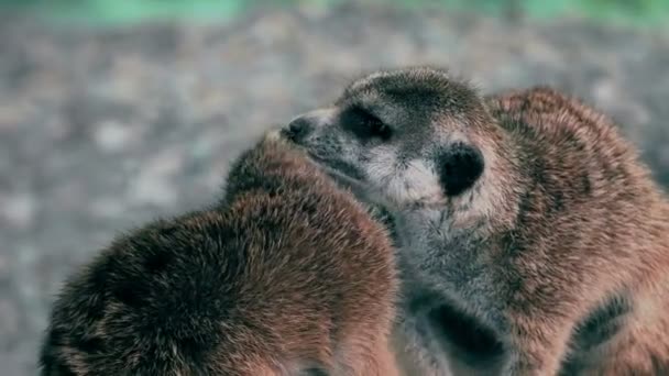Jóvenes suricatas en el zoológico jugando — Vídeo de stock