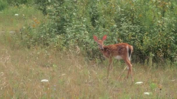White-tailed Deer Fawn — Stock Video